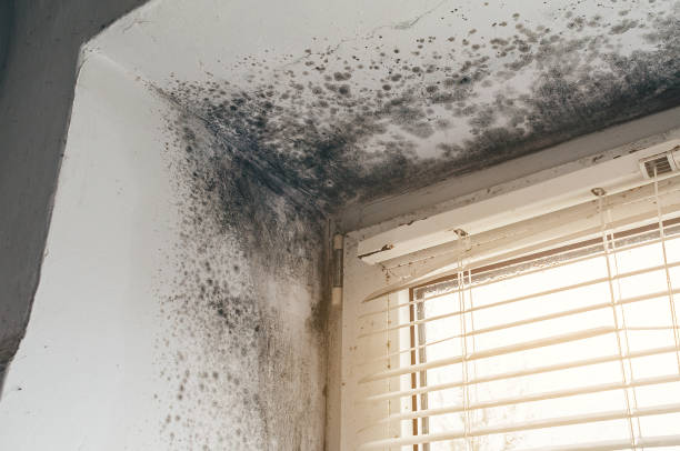 Affordable Mold Remediation solutions in Hopewell, NJ